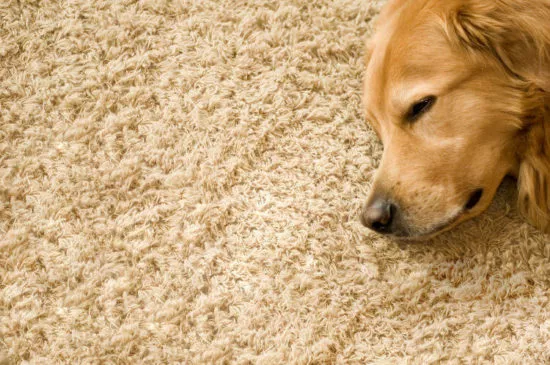få bort husdjurshår på mattor